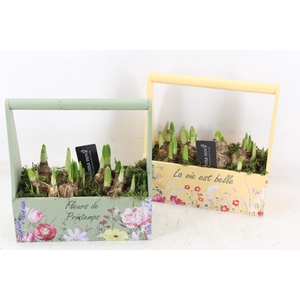 arr4 Narcis RN - Hengselkist green yellow