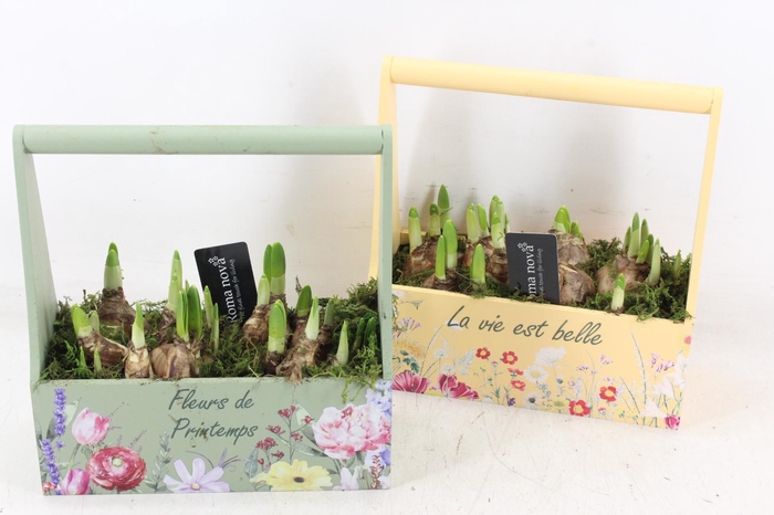 <h4>arr4 Narcis RN - Hengselkist green yellow</h4>