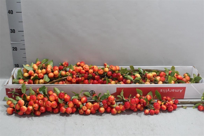 <h4>Malus 'Red Sentinel'</h4>