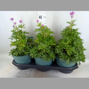 Anemone lesseri 'SpringBeau Pink'