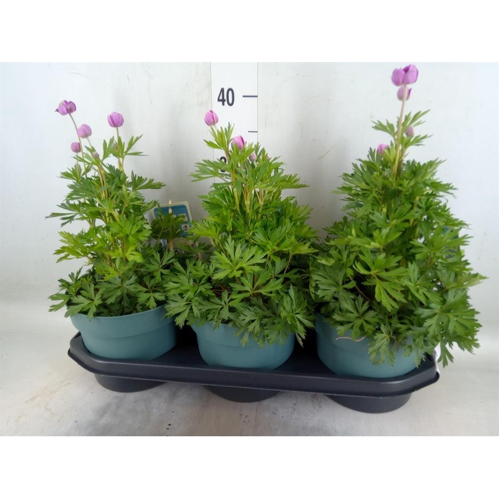 <h4>Anemone lesseri 'SpringBeau Pink'</h4>