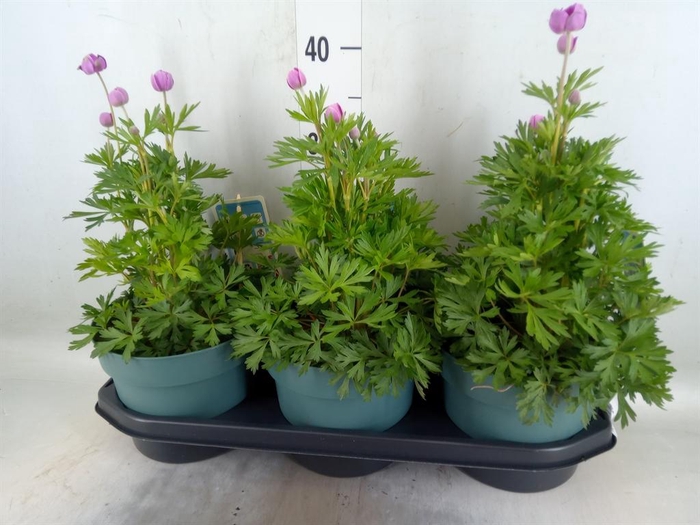 <h4>Anemone lesseri 'SpringBeau Pink'</h4>