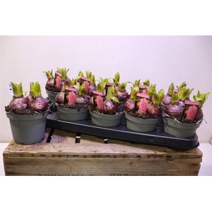 arr8 Hyacin Pink Pearl