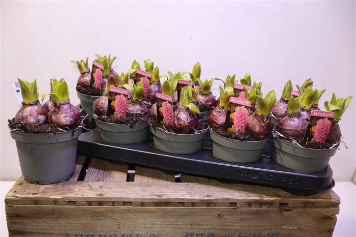 <h4>arr8 Hyacin Pink Pearl</h4>