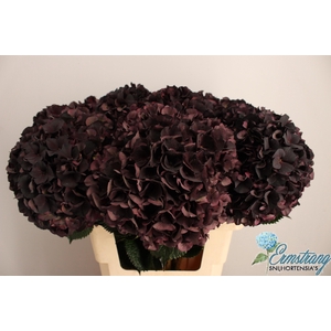 HYDR M MAG D RUBY CL