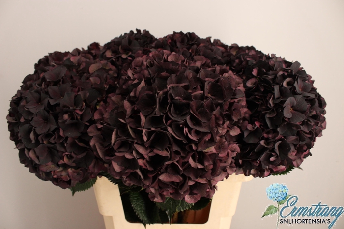 <h4>HYDR M MAG D RUBY CL</h4>