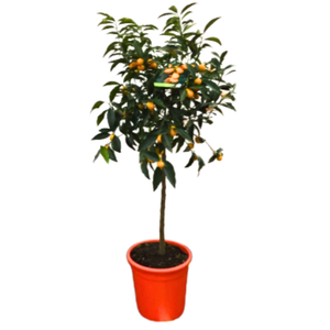 Citrus hystrix