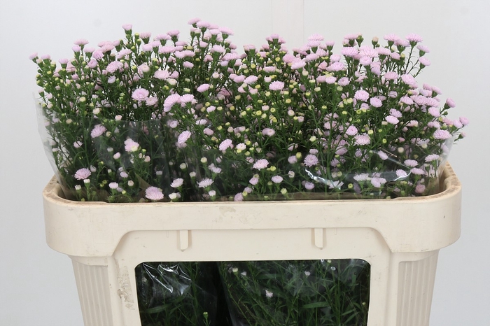 <h4>Aster Baby Pink Pearl</h4>
