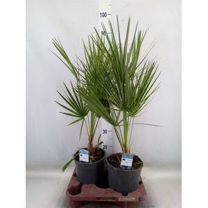 Chamaerops humilis