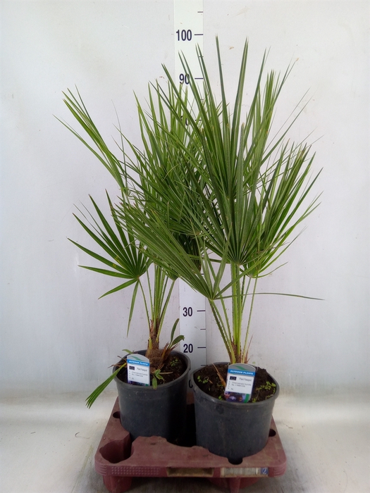 <h4>Chamaerops humilis</h4>