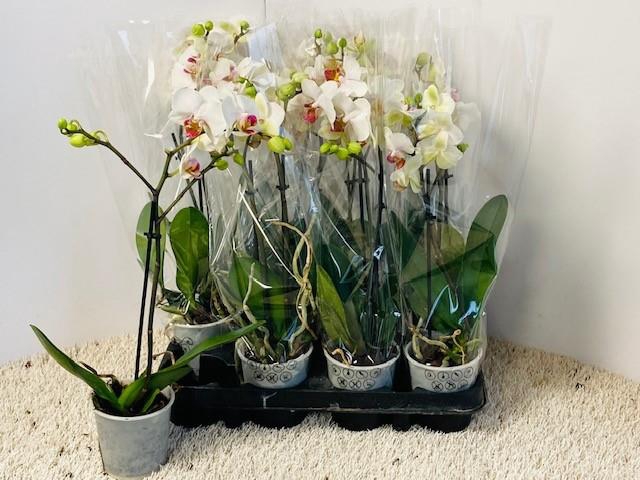 <h4>PHAL OV WIT</h4>
