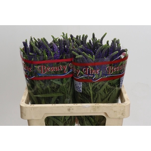 Veronica Skyler Blue