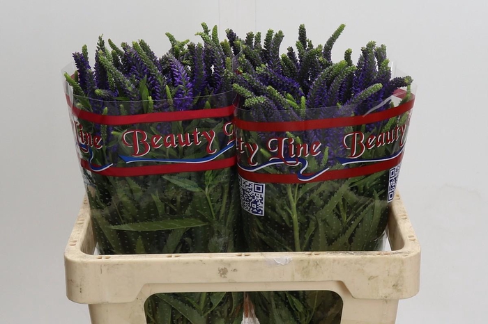 <h4>Veronica Skyler Blue</h4>