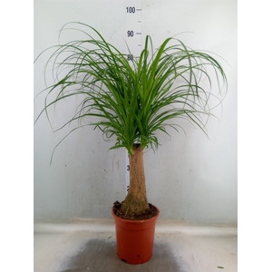 Beaucarnea recurvata