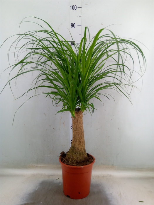 <h4>Beaucarnea recurvata</h4>
