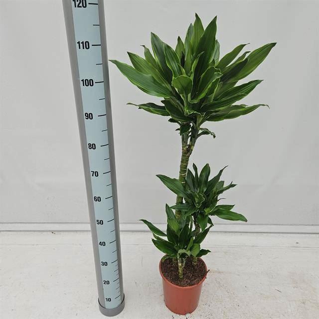 <h4>Dracaena frag. 'Golden Coast'</h4>