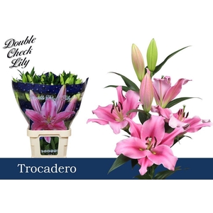 LI OT TROCADERO 4+