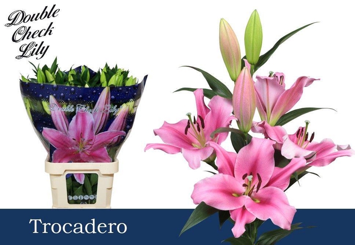 <h4>LI OT TROCADERO 5+</h4>