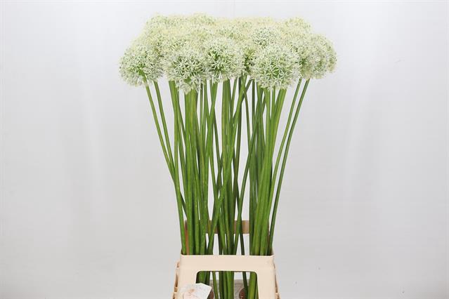 <h4>ALLIUM MOUNT EVEREST</h4>