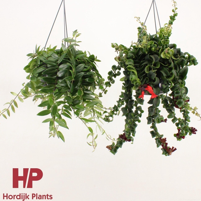 <h4>Aeschynanthus overig</h4>