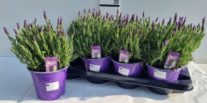 <h4>LAVAN STOECHAS</h4>