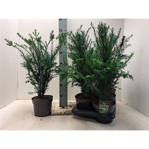 Taxus baccata - C2