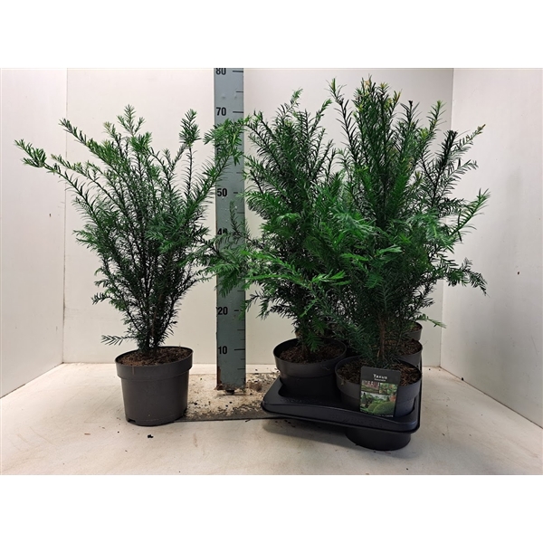 <h4>Taxus baccata - C2</h4>