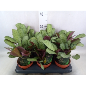 Ctenanthe burle-marxii 'Amagris'
