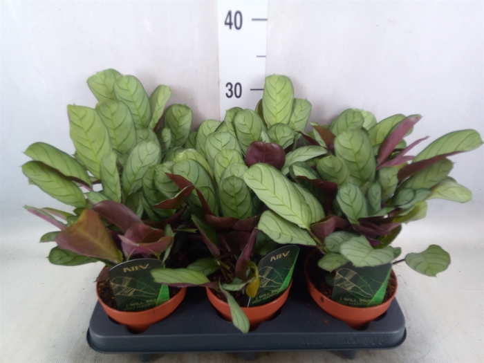 <h4>Ctenanthe burle-marxii 'Amagris'</h4>