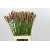 Nerine Mister Nick
