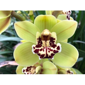 CYMB MI FREN MUSTARD Leekade X6.