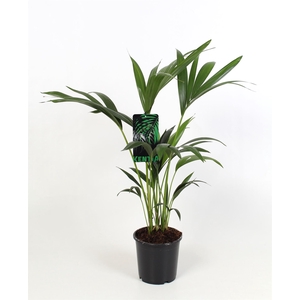 Howea forsteriana