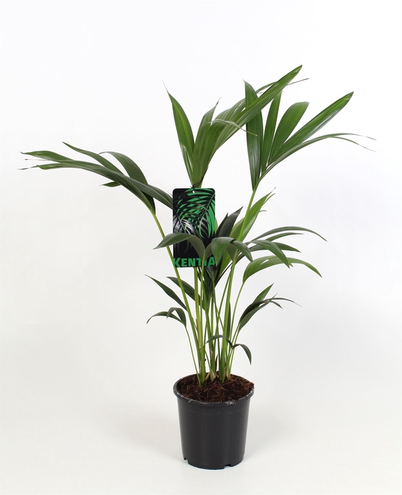 <h4>Howea forsteriana</h4>