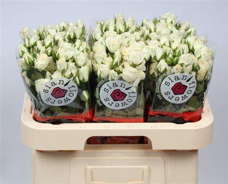 <h4>R Tr Snowy Blossoms</h4>