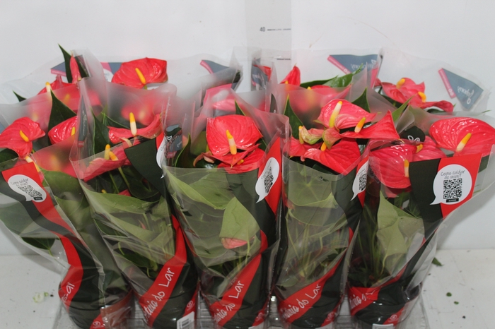 <h4>ANTHURIUM ESUDO P12</h4>