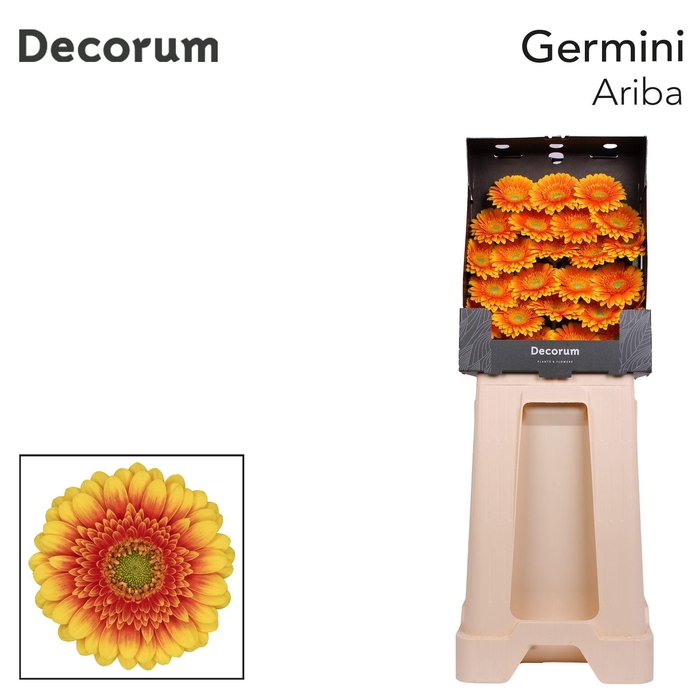<h4>Germini Ariba  Diamond</h4>