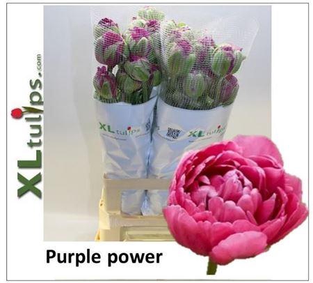 <h4>Tu Du Purple Power</h4>