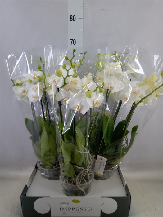 <h4>Phalaenopsis   ...white</h4>