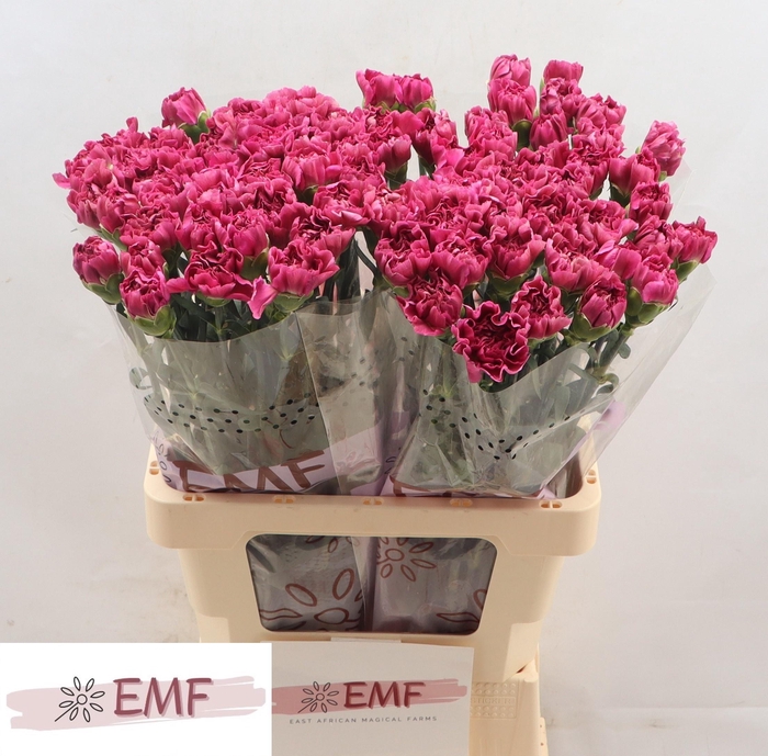 <h4>DI ST MISS BEAUTIFUL</h4>