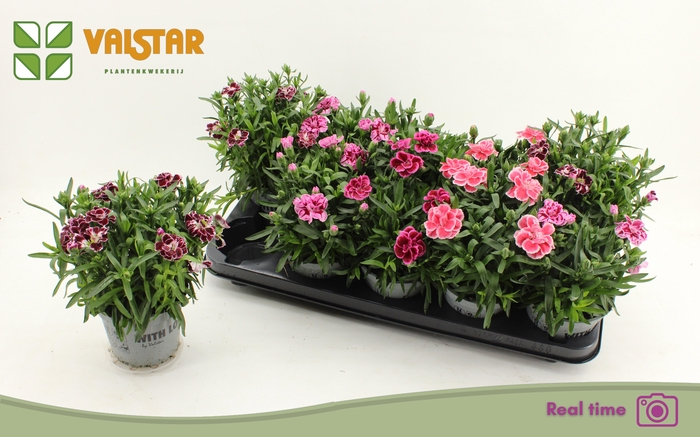 <h4>DIAN OSC GEM</h4>