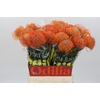 Nutans Ayoba Orange