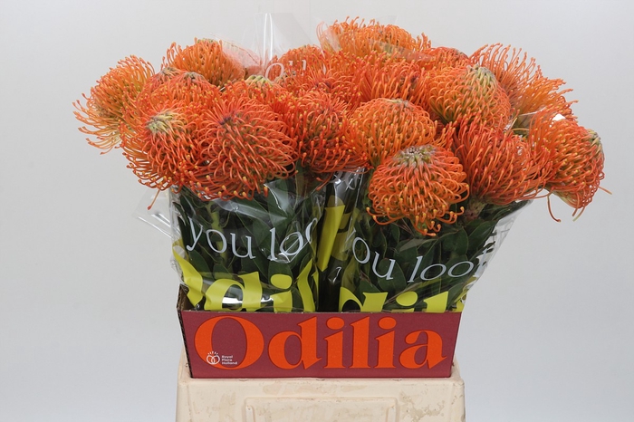 Nutans Ayoba Orange