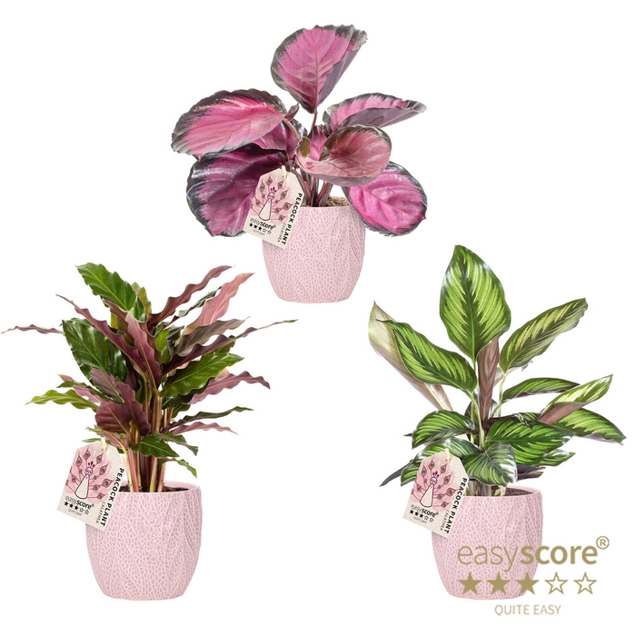 Leaf Rosa Calathea mix