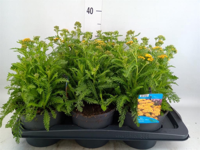 <h4>Achillea millef.</h4>