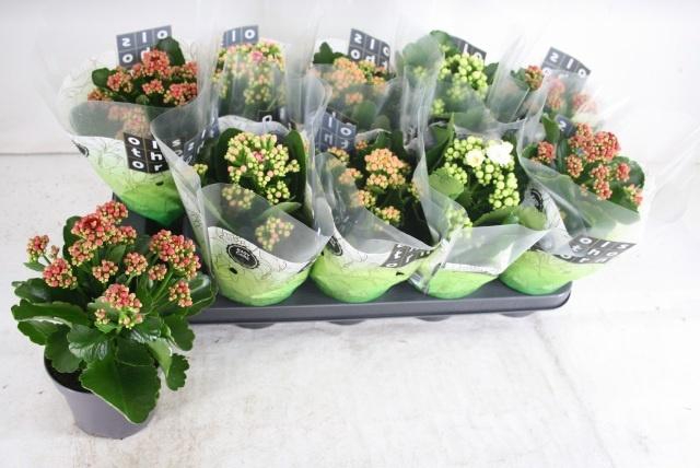 <h4>KAL GE GEM 4 KL</h4>