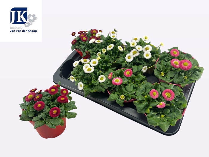 <h4>BELLIS PERENNIS GEM</h4>