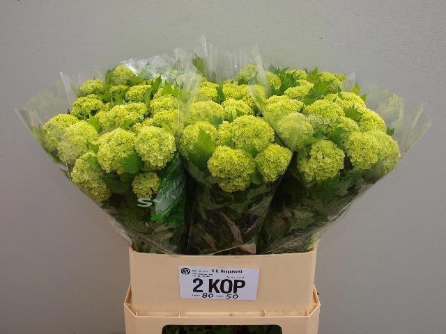 <h4>VIBURNUM ROSEUM ST</h4>