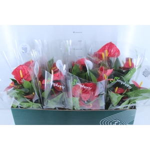 ANTHURIUM RED SUCCESS P15