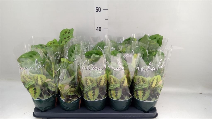 <h4>Maranta leuc. 'Fiesta'</h4>