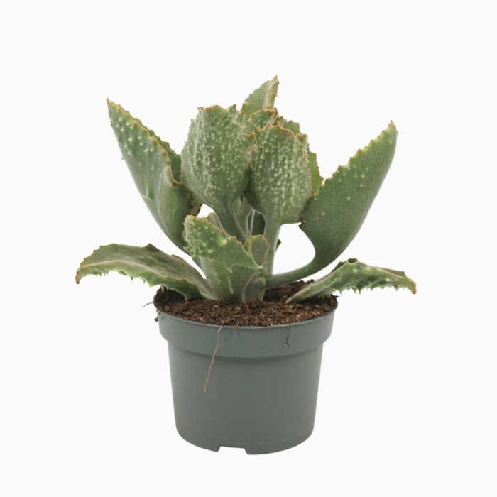 <h4>Kalanchoe beharensis</h4>